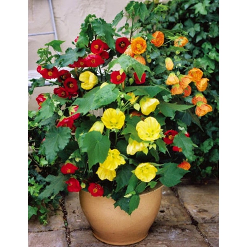 22Day Seeds: Seeds Abutilon Flowers Mix/Flowerling Maple Tree/Perenial Tree