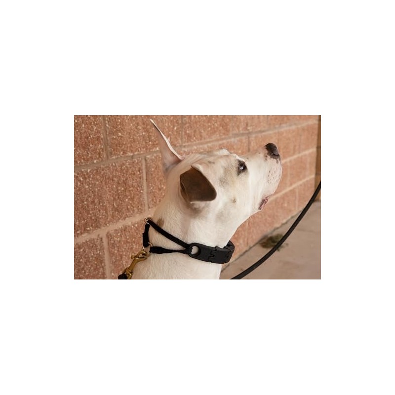 Starmark Pro-Training - Collar para Perro (tamaño Grande)
