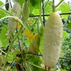 White Cucumber Seeds Vegetable White Cucumber for Planting Non GMO