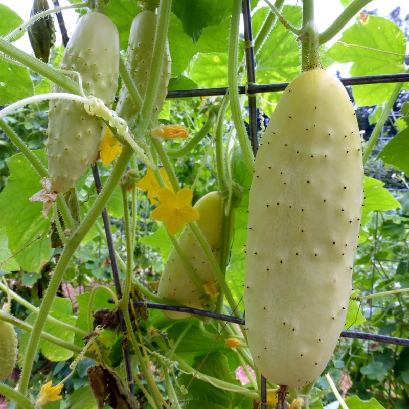 White Cucumber Seeds Vegetable White Cucumber for Planting Non GMO