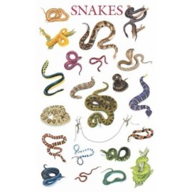 * NEW - SNAKE BREEDS POSTER by Dover Pblications SNAKES