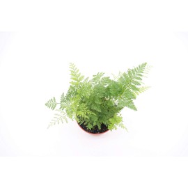Rabbit's Foot Fern - 4'' from California Tropicals