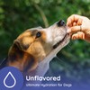 Dog Electrolytes and Joint Supplement | Glucosamine, Chondroitin & MSM
