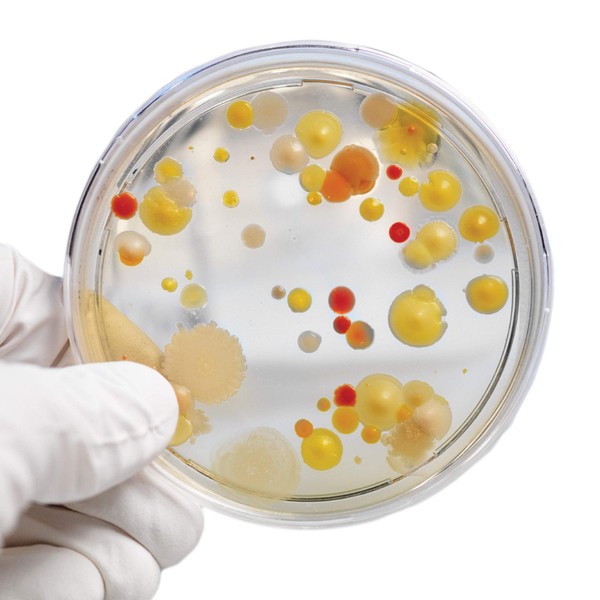 Steve Spangler's Growing Bacteria Science Experiment Kit