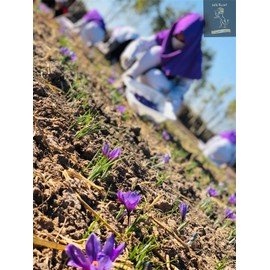 Silk Road Saffron (25gram) Organic Premium Grade A Afghan Saffron, Ranked #1 in the world, From our farm to your kitchen