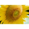 Mammoth Sunflower Seeds for Planting | 100+ Seeds | Grow