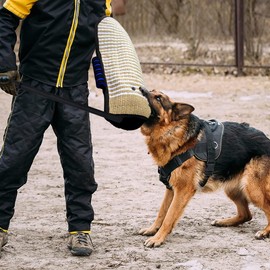 Professional Dog Bite Training Set Dog Bite Arm with Whip Agitation Stick for Dogs Training Protection for Pitbull German Shepherd Puppy (Black)