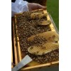 Freshly Dried Real USA Honeybee Natural Honeycomb + 12 Free