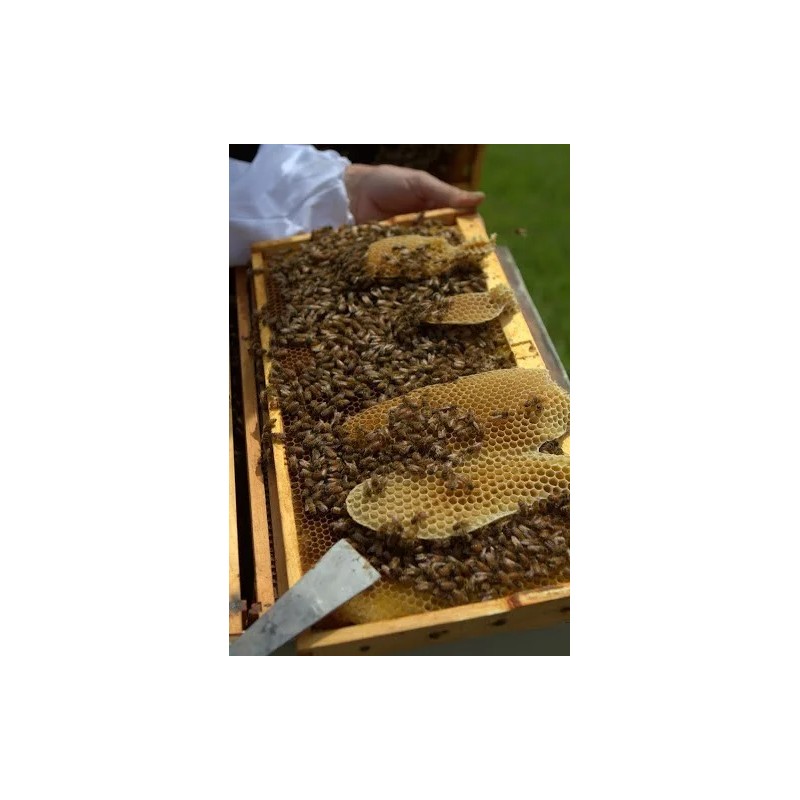 Freshly Dried Real USA Honeybee Natural Honeycomb + 12 Free