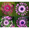 100pc African Daisy Rare Purple Daisy Flower Seeds for Planting