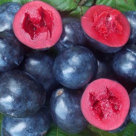 Creative Native Davidson Plum Za'atar