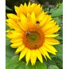 Organic Sunflower Protein Powder 300 g - 100% Pure Sunflower