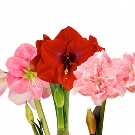 Hadeco Amaryllis Flower Bulbs, 3 Bulbs, 1 Bulb Merry Christmas, Rozetta and Candy Floss Amaryllis, Easy to Grow Live Indoor Flower, Gift for Holidays, Housewarming, Office, and Room Decor