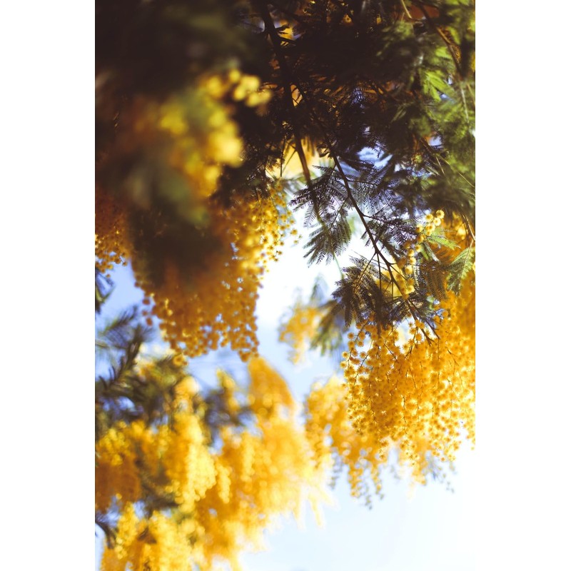 MANCERA French Riviera EDP 60ml