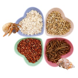 4 Pack Hermit Crab Plastic Food Dish, Hermit Crab Food & Water Bowl, Mini Food Dish Kit, Suitable for Hermit Crab Tarantula Snail