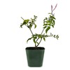My Shelfie - Mini Pink Jasmine Plant Vine, Jasmine Plant