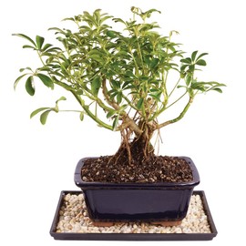 Brussel's Live Dwarf Hawaiian Umbrella Indoor Bonsai Tree - 4 Years Old; 8" to 10" Tall with Decorative Container, Humidity Tray & Deco Rock