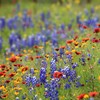 Georgia Wildflower Seed Mix - A Beautiful Collection of Twelve