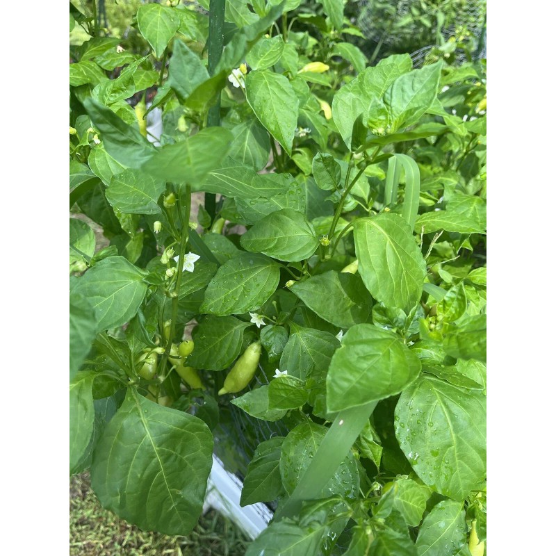 Sugar Rush Peach Pepper 15 seeds Spicy 🍑🌶Hot Rare -Non