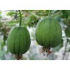 Fresh Apple Luffa Seeds - Muop Tao, Rare Heirloom Non-GMO