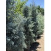 Arizona Blue Ice Cypress | 1 Large Gallon Size Tree
