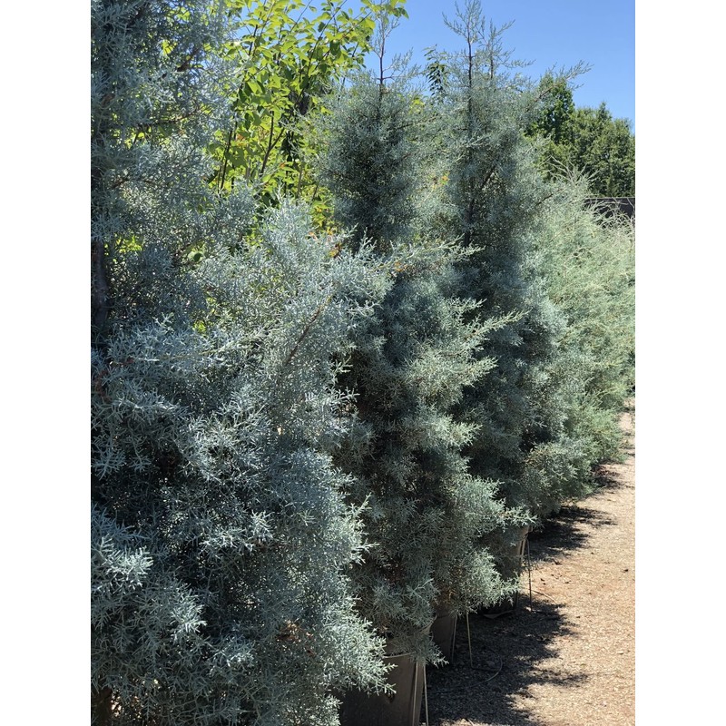Arizona Blue Ice Cypress | 1 Large Gallon Size Tree