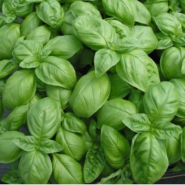 Basil Sweet Genovese Great Garden Herb by Seed Kingdom 1,200 Seeds