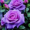White 20pcs "FALL IN LOVE" Rose Seeds - Fast Germination,