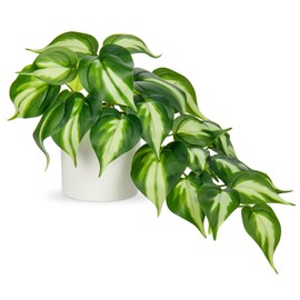 Hollyone Artificial Plants Potted Fake Plants in White Ceramic Pot Faux Pothos Plants Indoor for Home Living Room Shelf Office Aesthetic Decor
