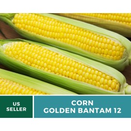 Southern Seeds Corn, Golden Bantam (12 Row) seeds - Heirloom Vegetable (Zea mays) - Sweet and C