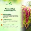 Outsidepride Red Amaranthus Seeds - 10000 Pcs Easy to Grow,