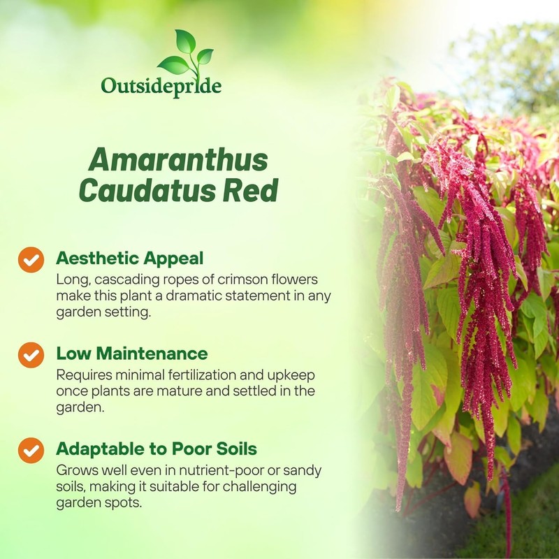 Outsidepride Red Amaranthus Seeds - 10000 Pcs Easy to Grow,