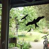 Bird Scarer Sticker & Window Protection - 6 Bird Silhouettes