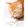 Purple Haze Catnip, Premium Blend Safe for Cats, Infused with