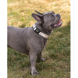 lionto Durable Nylon Dog Collar, Size S, Soft Padded Collar for Dogs, 360° Reflective & Click Closure, Metal Ring & Adjustment by Continuous Slider, Beige