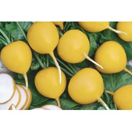 Fresh 100 GOLDEN HELIOS RADISH SEEDS FRESH HARVEST FOR GARDENS