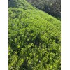 Myoporum Parvifolium Creeping Boobialla Plant, 5-6 inch Cuttings (100)