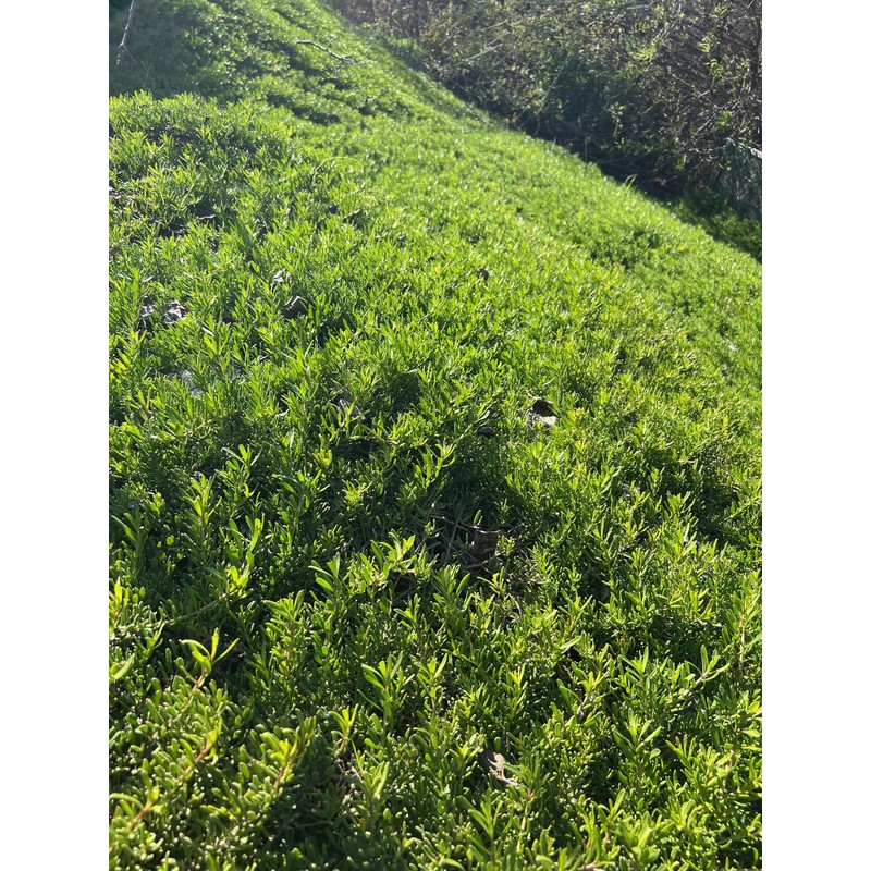 Myoporum Parvifolium Creeping Boobialla Plant, 5-6 inch Cuttings (100)