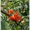 CZ Grain 10 Mountain Ash Seeds for Planting Sorbus Aucuparia