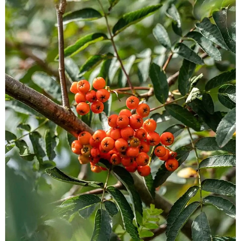 CZ Grain 10 Mountain Ash Seeds for Planting Sorbus Aucuparia