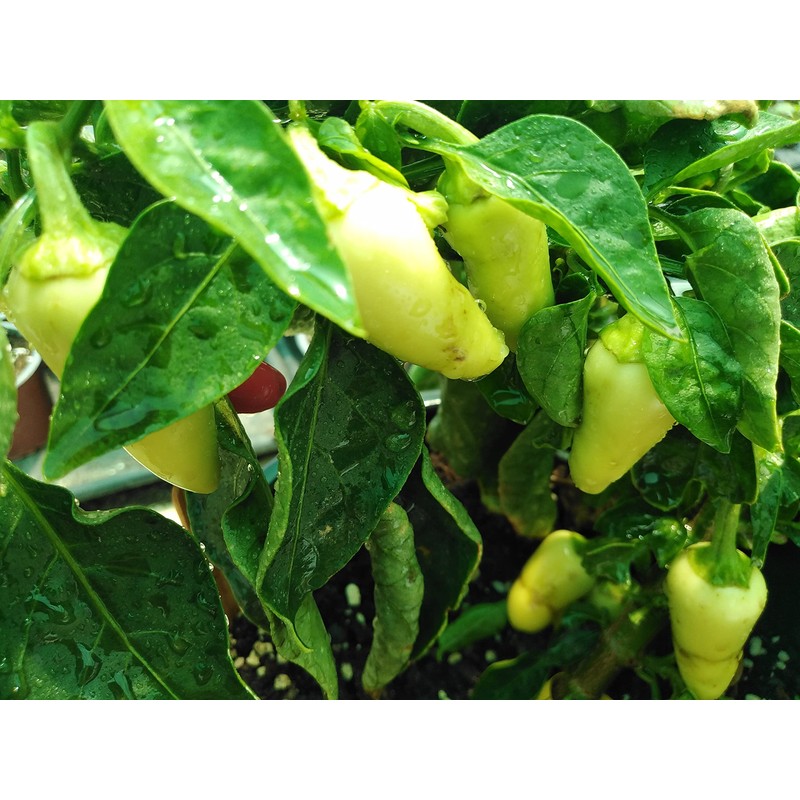 White Jalapeno Chilli Seeds - 10 Fresh White Jalapeno Pepper