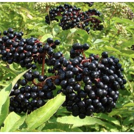 25 Elderberry Seeds Grow Your Own Immunity Fruit Syrup Organic NonGMO TX USA