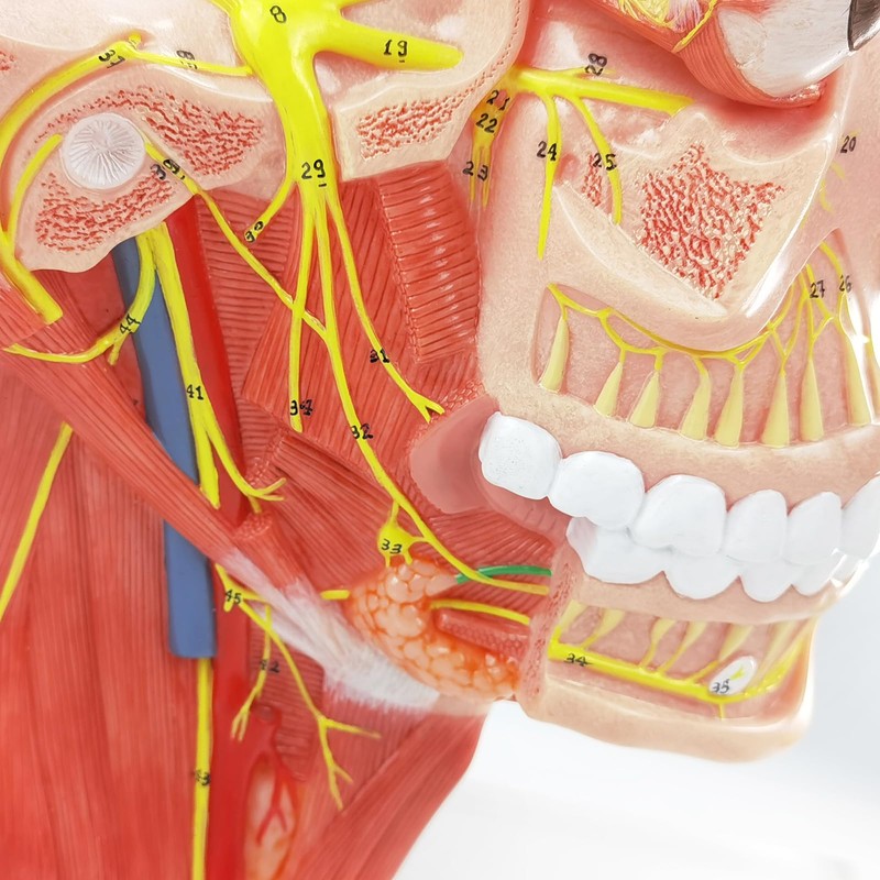 EVOTECH SCIENTIFIC Human Cranial and Autonomic Nerves Anatomical Model, Life