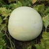 RAISE ME UP: Seeds Mickylee Watermelon Non GMO Heirloom