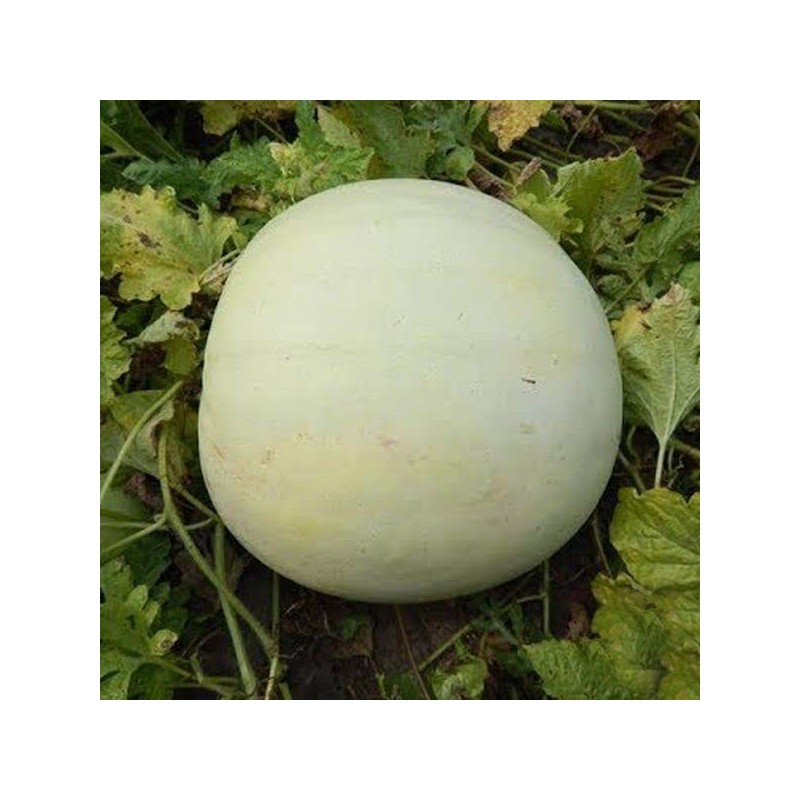RAISE ME UP: Seeds Mickylee Watermelon Non GMO Heirloom