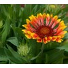 Gaillardia Indian Blanket Nice Garden Flower by Seed Kingdom 1,200