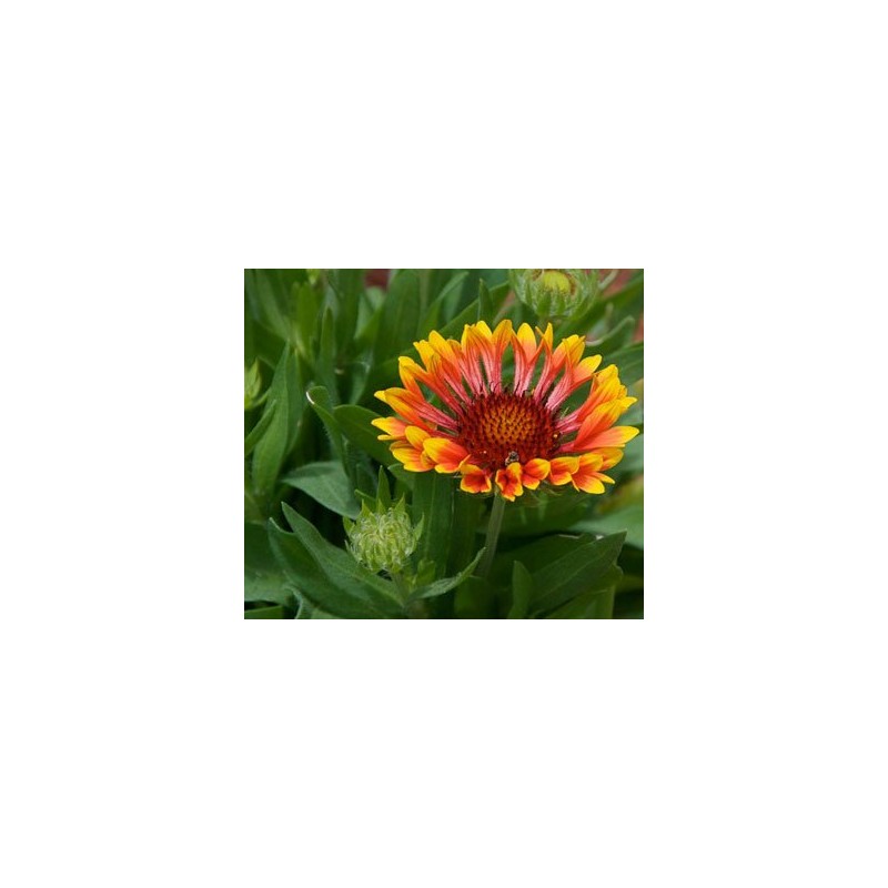Gaillardia Indian Blanket Nice Garden Flower by Seed Kingdom 1,200