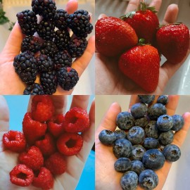 Mixed Berries Variety Pack Best Sellers Seeds Bulk Fruit USA NonGMO Organic