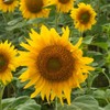 Todd's Seeds Black Oil Non-GMO Sprouting Sunflower Seeds Chemical Free