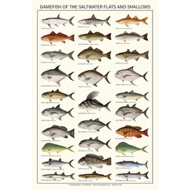 Charting Nature Saltwater Gamefish Poster and Identification Chart